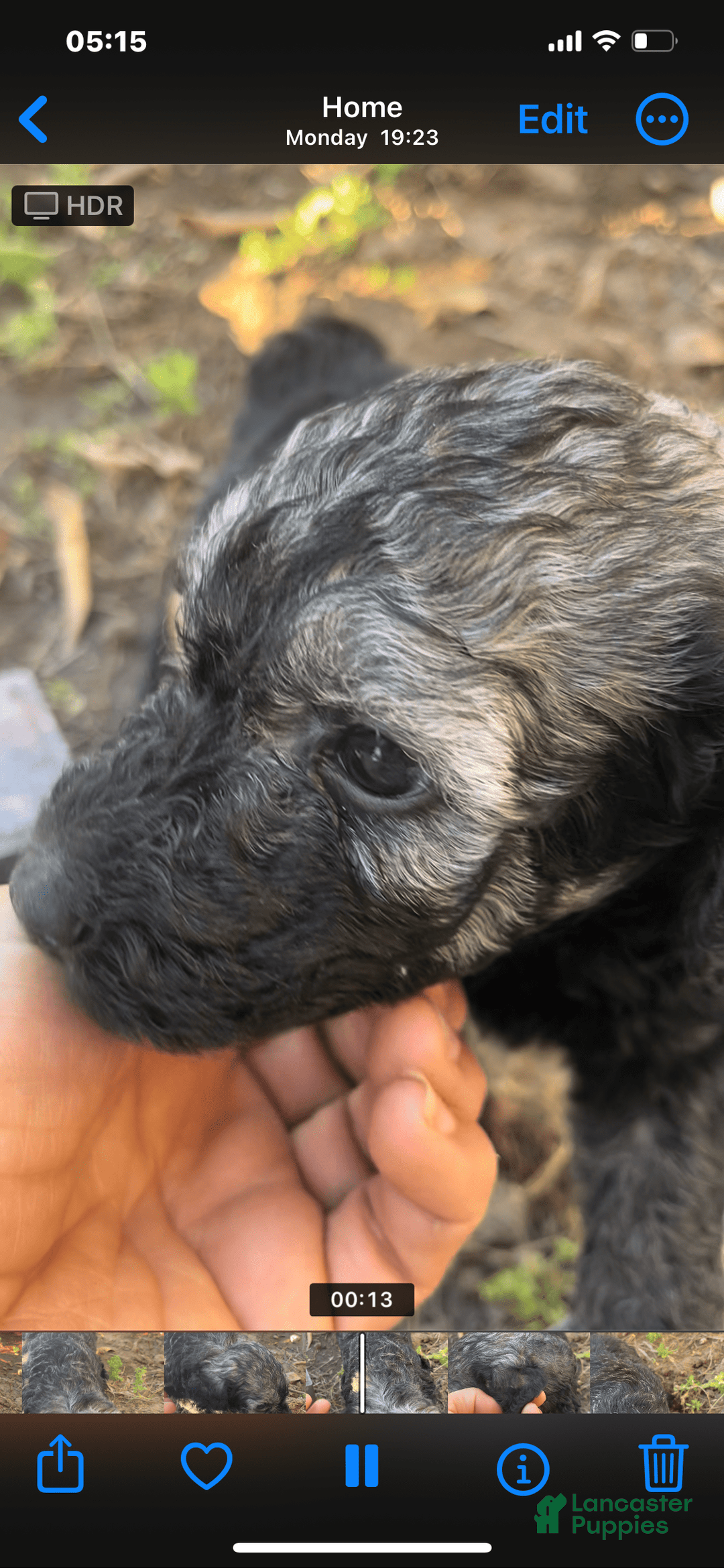 Standard Poodle dogs for sale: Pinta - Image 1