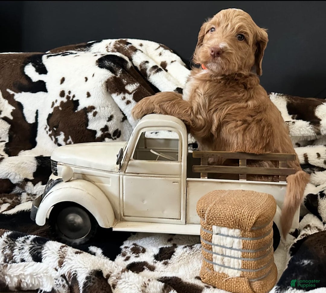 Standard Poodle dogs for sale: Standard Poodle 5 puppies - Image 8