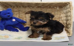 Yorkshire Terrier dogs for sale: Barkis - Extra Small - Image 4