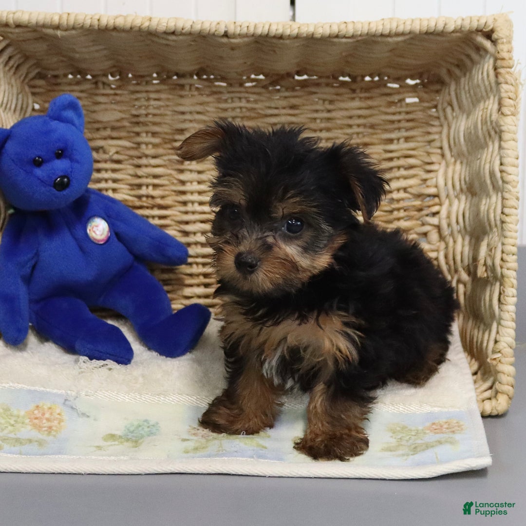 Yorkshire Terrier dogs for sale: Barkis - Extra Small - Image 4