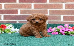 Miniature Poodle dogs for sale: Lincoln - Image 2