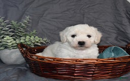 Bichon Frise dogs for sale: Darius - Image 1