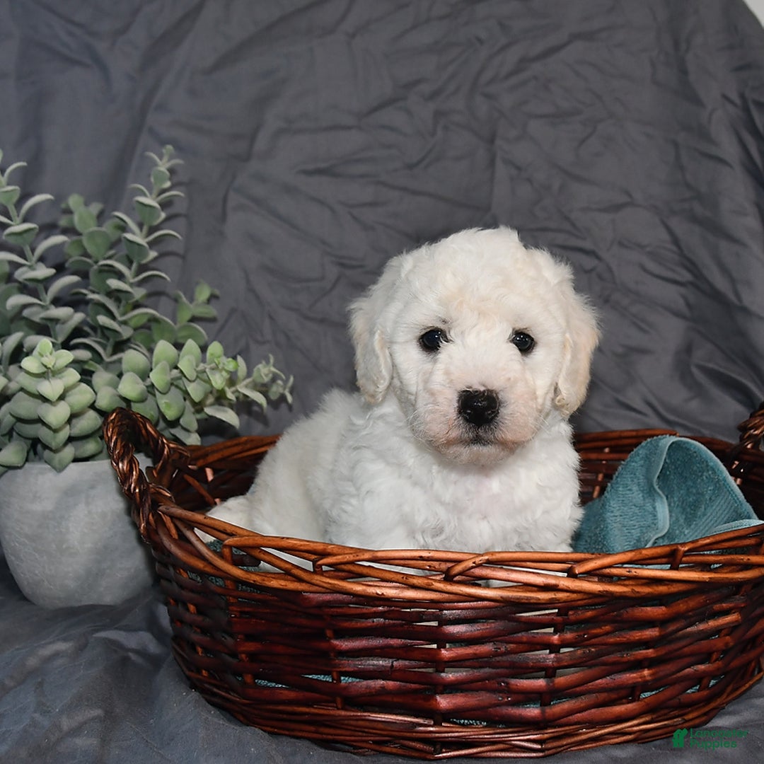 Bichon Frise dogs for sale: Darius - Image 1
