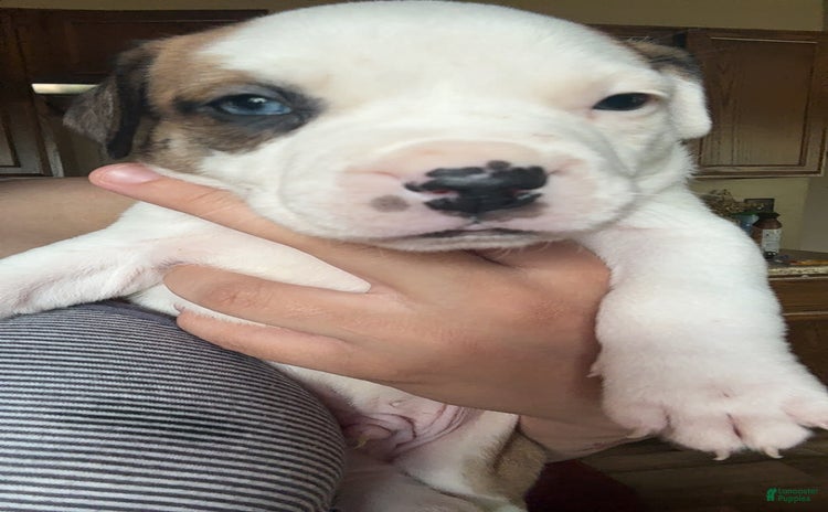 American Bulldog dogs - Advert 1