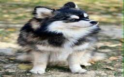 Pomsky dogs for sale: Magneto - Image 11