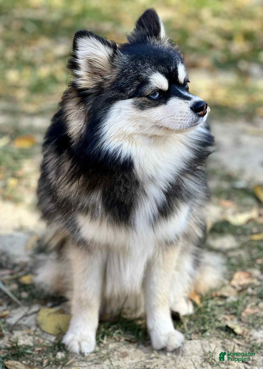 Pomsky dogs for sale: Magneto - Image 11