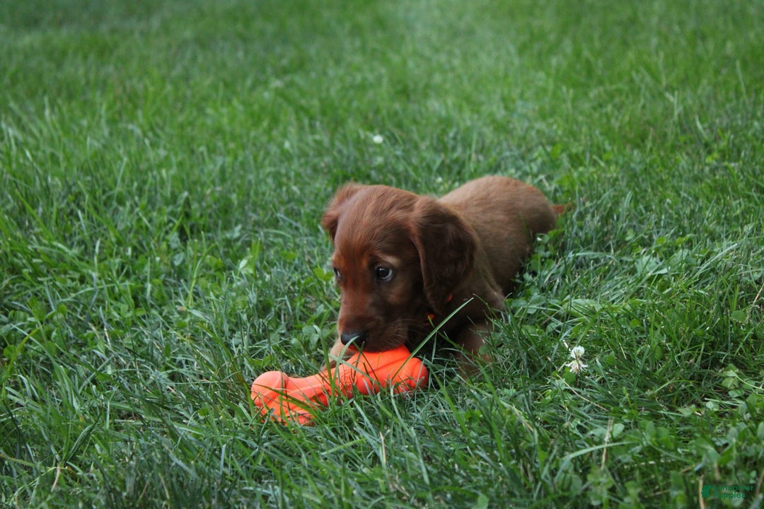 Irish Setter dogs for sale: Frances - Image 2