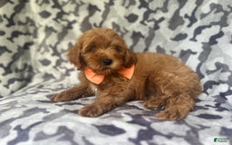 Cockapoo dogs for sale: Niko - Image 9