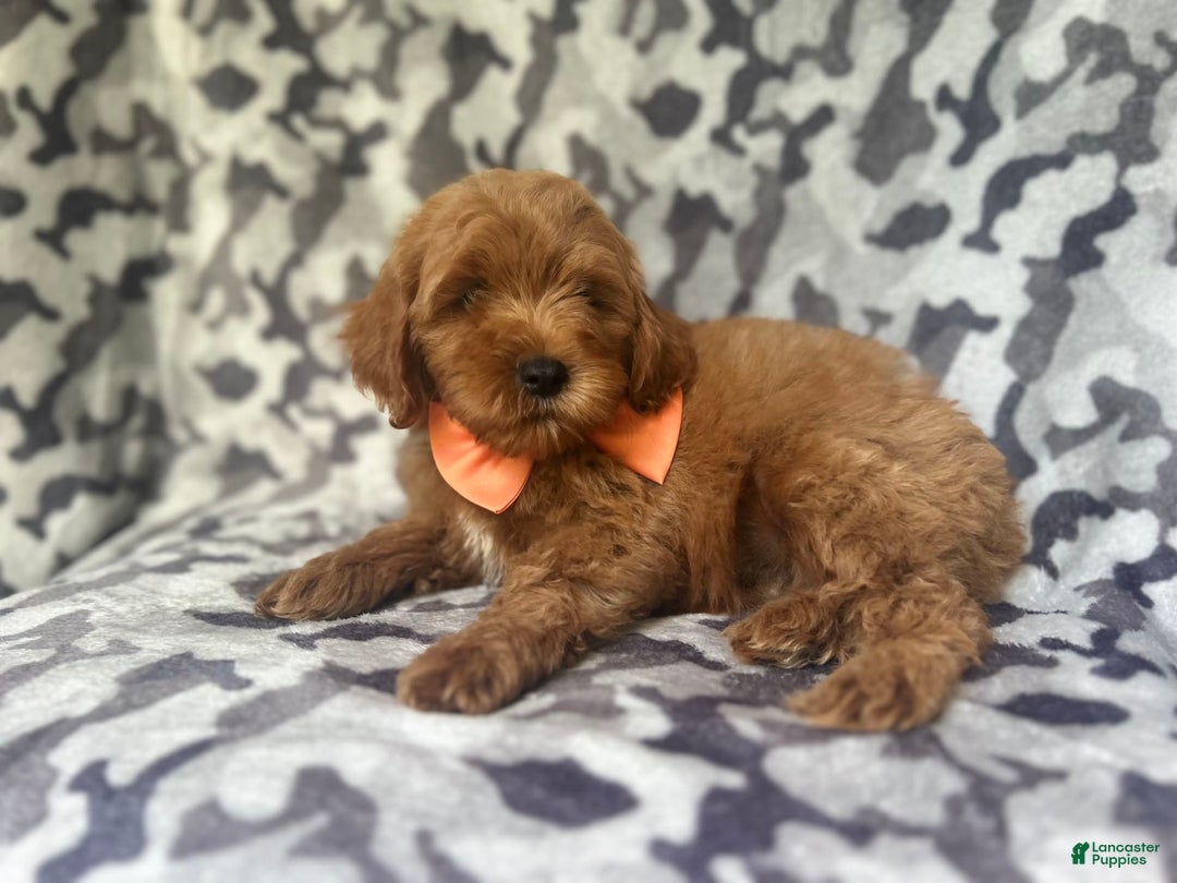 Cockapoo dogs for sale: Niko - Image 9