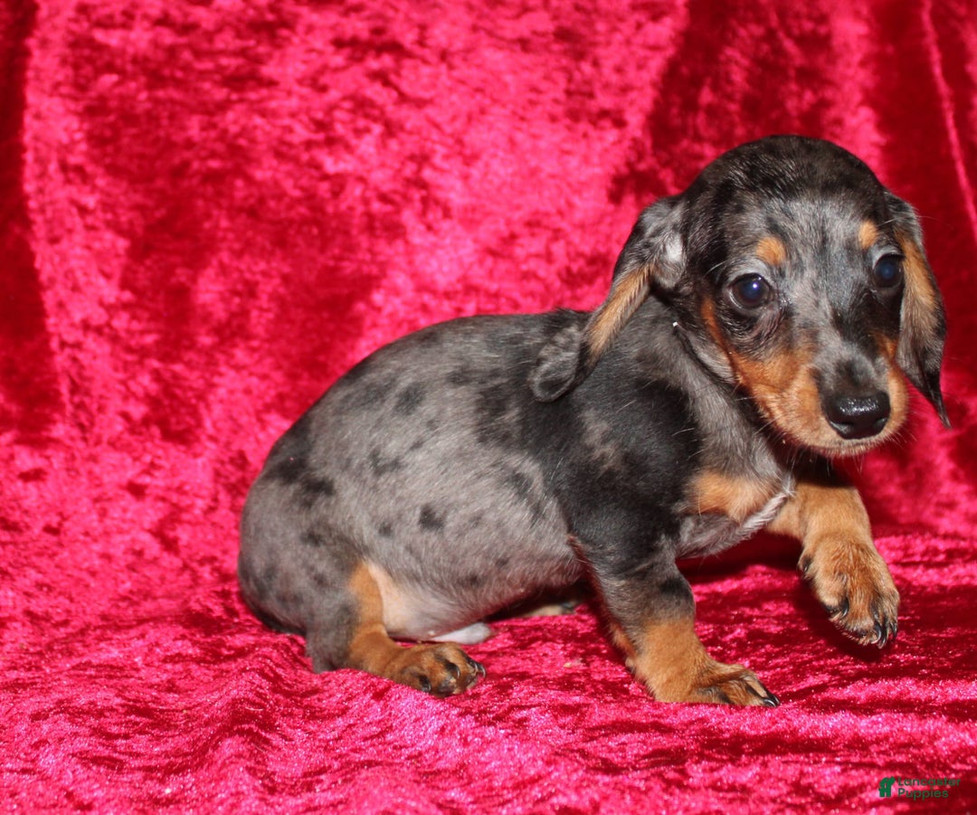 Miniature Dachshund dogs for sale: Teddy Mini - Image 3