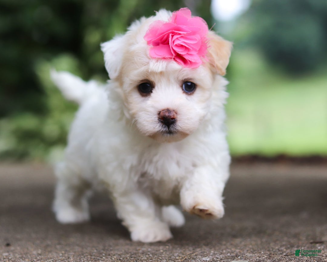 Havanese dogs for sale: Lexi - Image 6