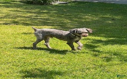 Toy Poodle dogs for sale: Ozzy - Image 1