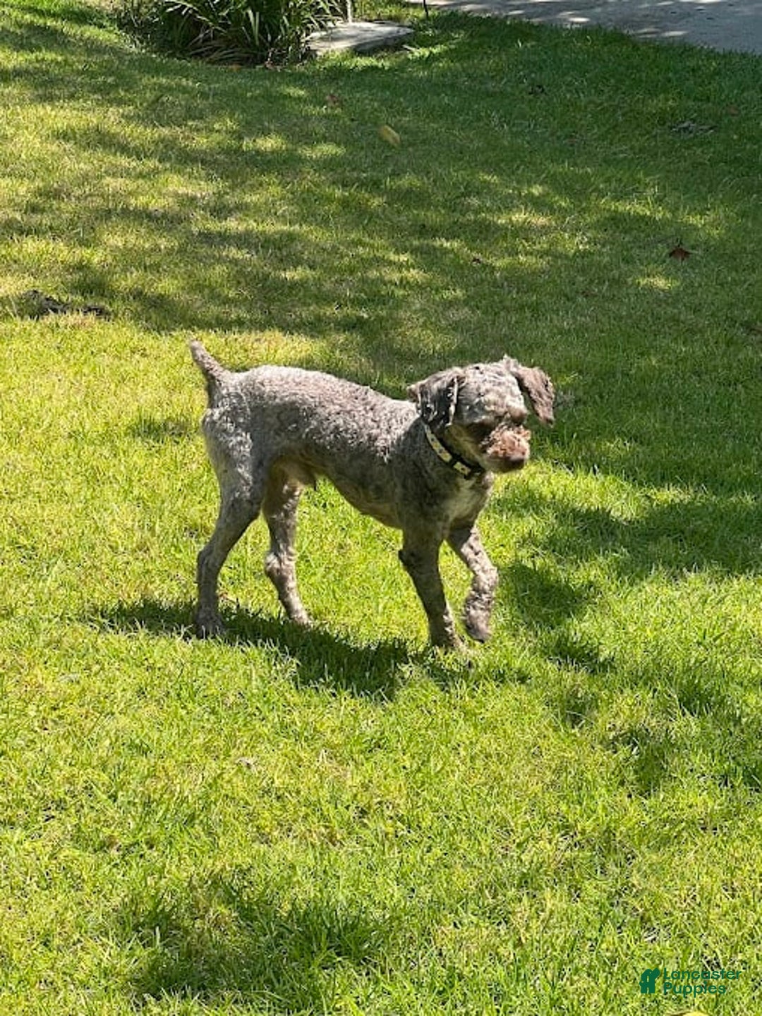 Toy Poodle dogs for sale: Ozzy - Image 1
