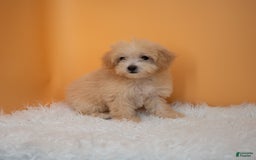 Maltipoo dogs for sale: Nicole - Image 2