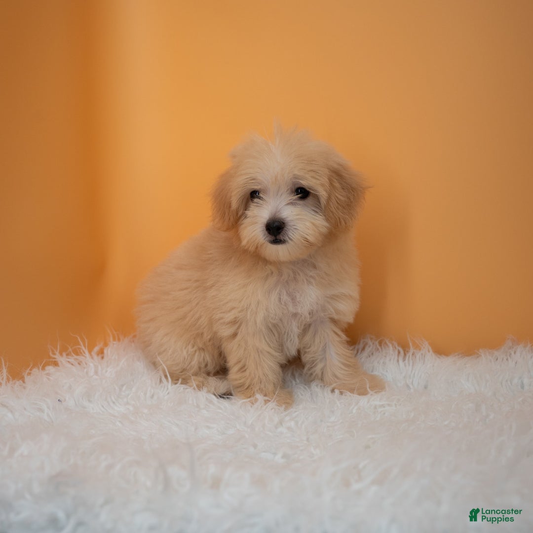 Maltipoo dogs for sale: Nicole - Image 2