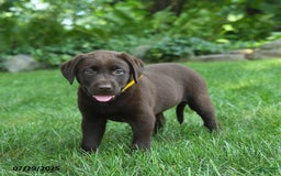 Labrador Retriever dogs for sale: Mocha - Image 3