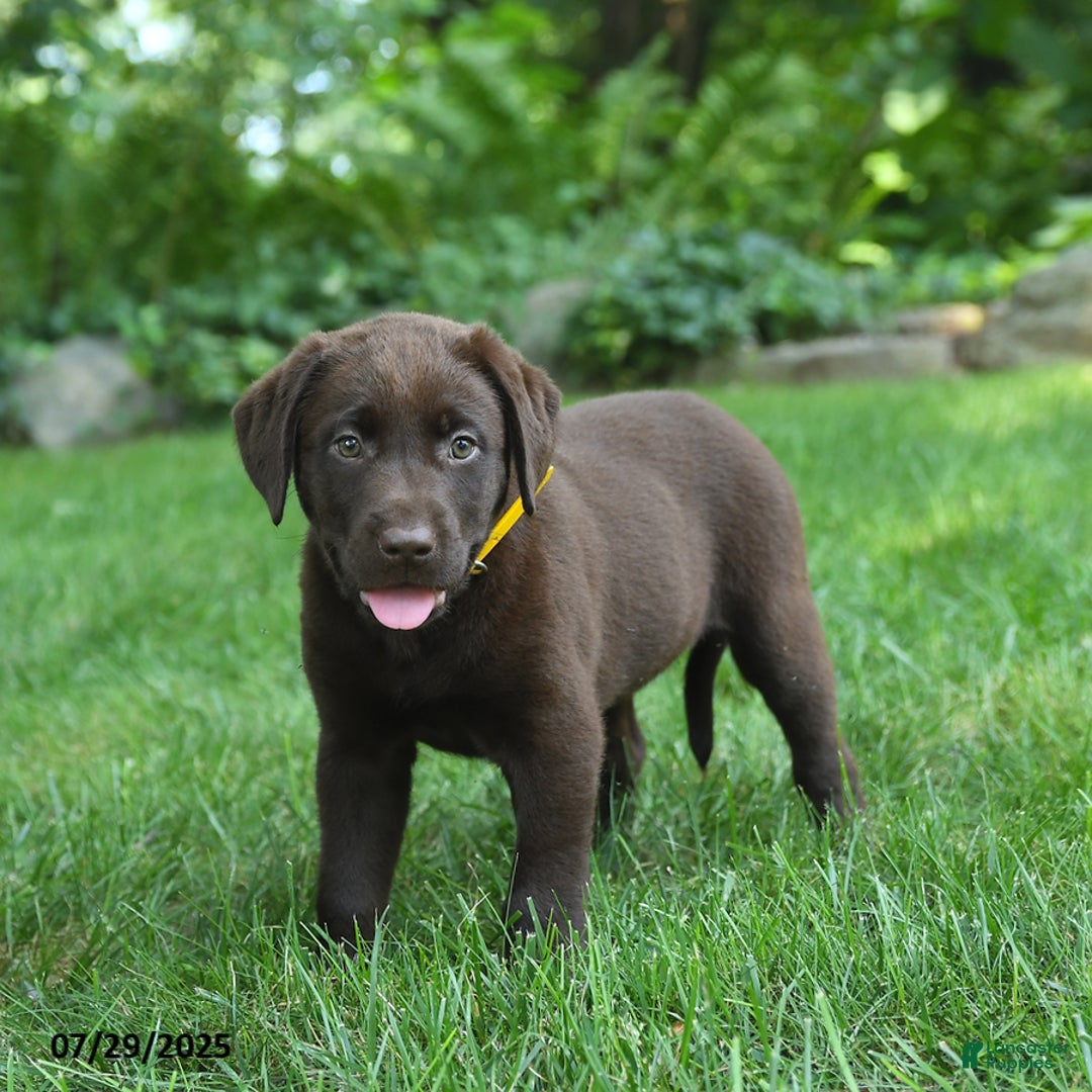 Labrador Retriever dogs for sale: Mocha - Image 3