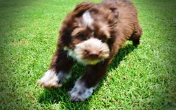 Havapoo dogs for sale: Valor - Image 10