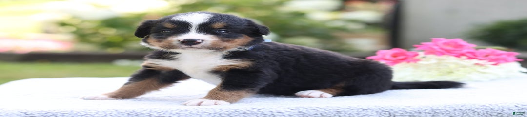 Polly Akc