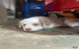 Miniature Australian Shepherd dogs for sale: Maggie - Image 5