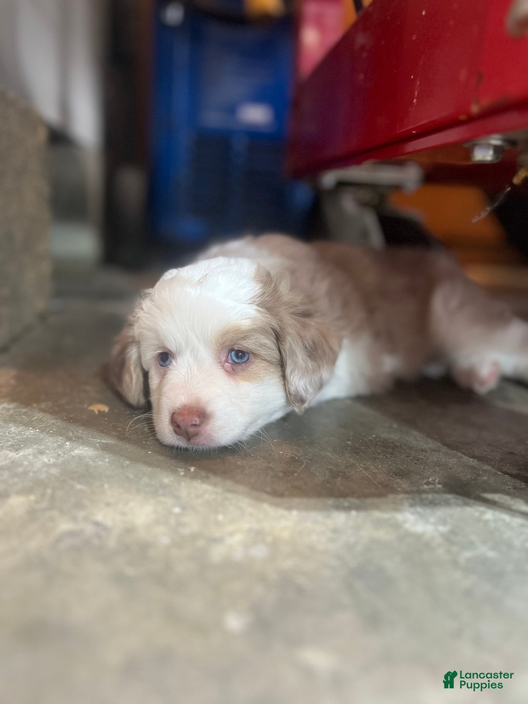 Miniature Australian Shepherd dogs for sale: Maggie - Image 5
