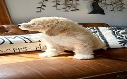 Labradoodle dogs for sale: Multigenerational Coco - Image 28