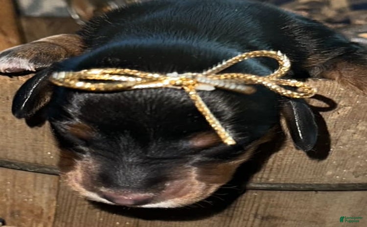 Dachshund dogs for sale - Ad 3