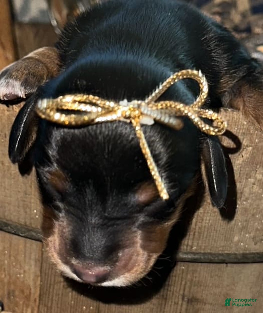 Dachshund dogs for sale: Goldie - Image 1