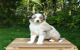 Australian Shepherd dogs for sale: Alyssa - Image 1