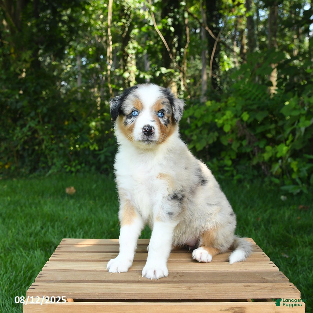 Australian Shepherd dogs for sale: Alyssa - Image 1