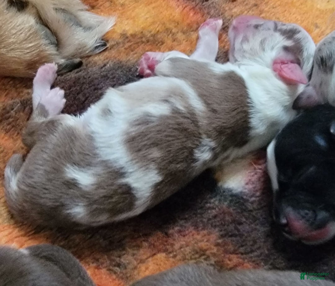 Australian Shepherd dogs for sale: Red Merle Female - Image 1