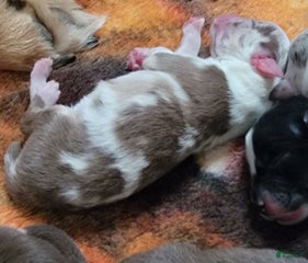 Red Merle Female
