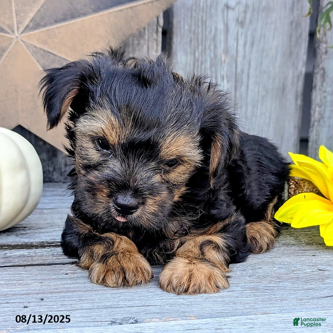 Yorkshire Terrier dogs for sale: Cody - Image 4