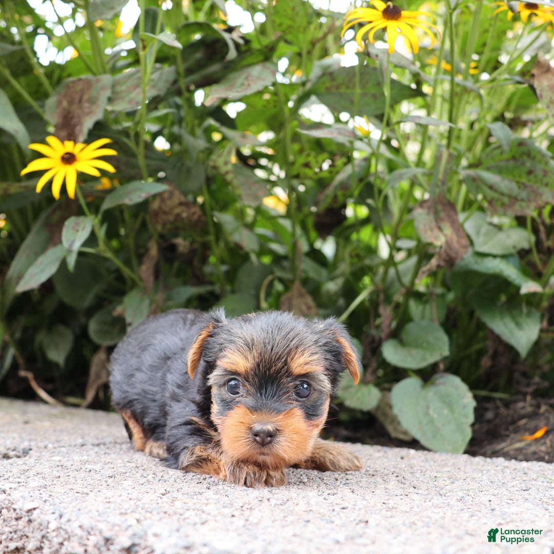 Yorkshire Terrier dogs for sale: Goodie - Image 4
