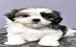 Pomeranian dogs for sale: Sweetie - Image 7