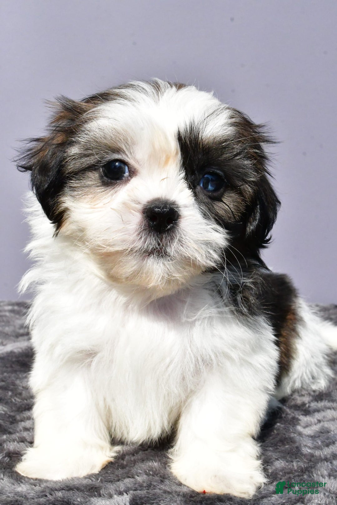 Pomeranian dogs for sale: Sweetie - Image 7