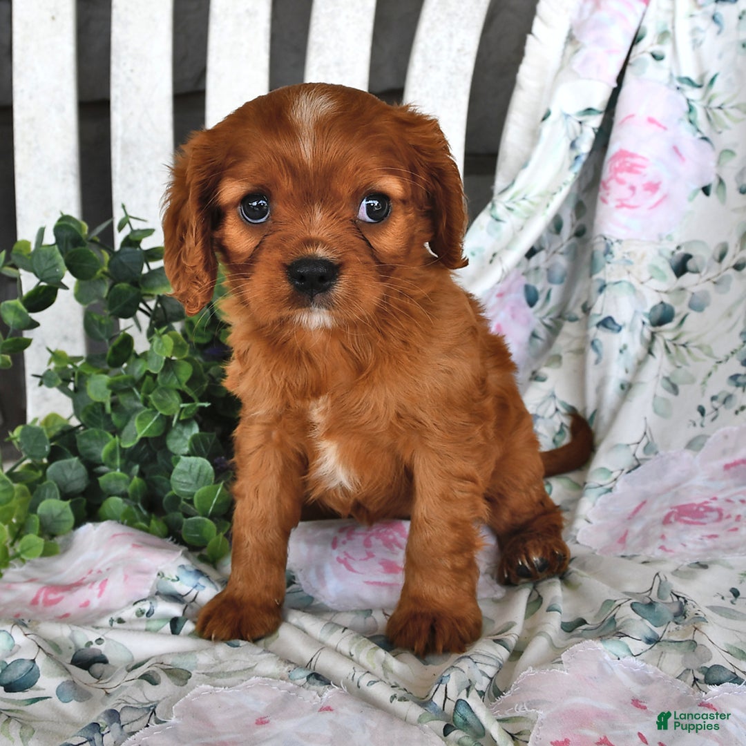 Cavalier King Charles Spaniel dogs for sale: Cavalier King Charles Spaniel 4 puppies - Image 3