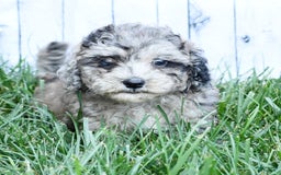 Havapoo dogs for sale: Carson - Image 2