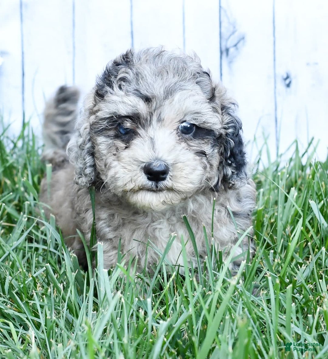 Havapoo dogs for sale: Carson - Image 2