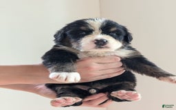 Bernese Mountain Dog dogs for sale: Charlie - Image 3