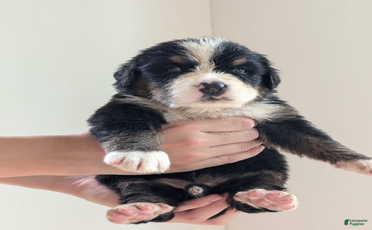 Bernese Mountain Dog dogs - Advert 7