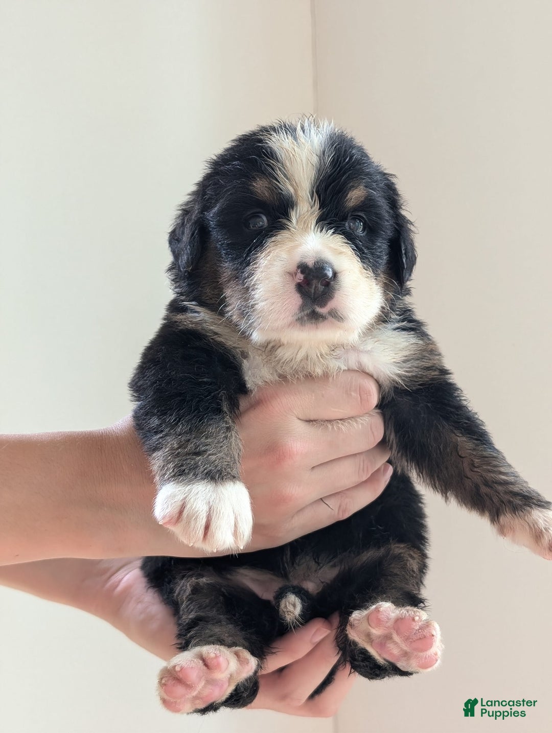 Bernese Mountain Dog dogs for sale: Charlie - Image 3
