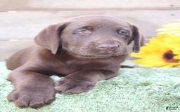 Labrador Retriever dogs for sale: Buster - Image 1