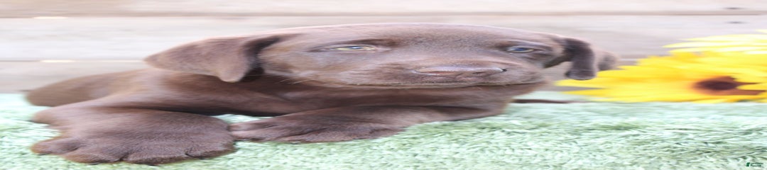 Buster