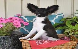 Papillon dogs for sale: Mitch - Image 18
