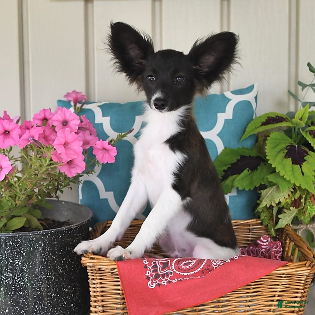 Papillon dogs for sale: Mitch - Image 18