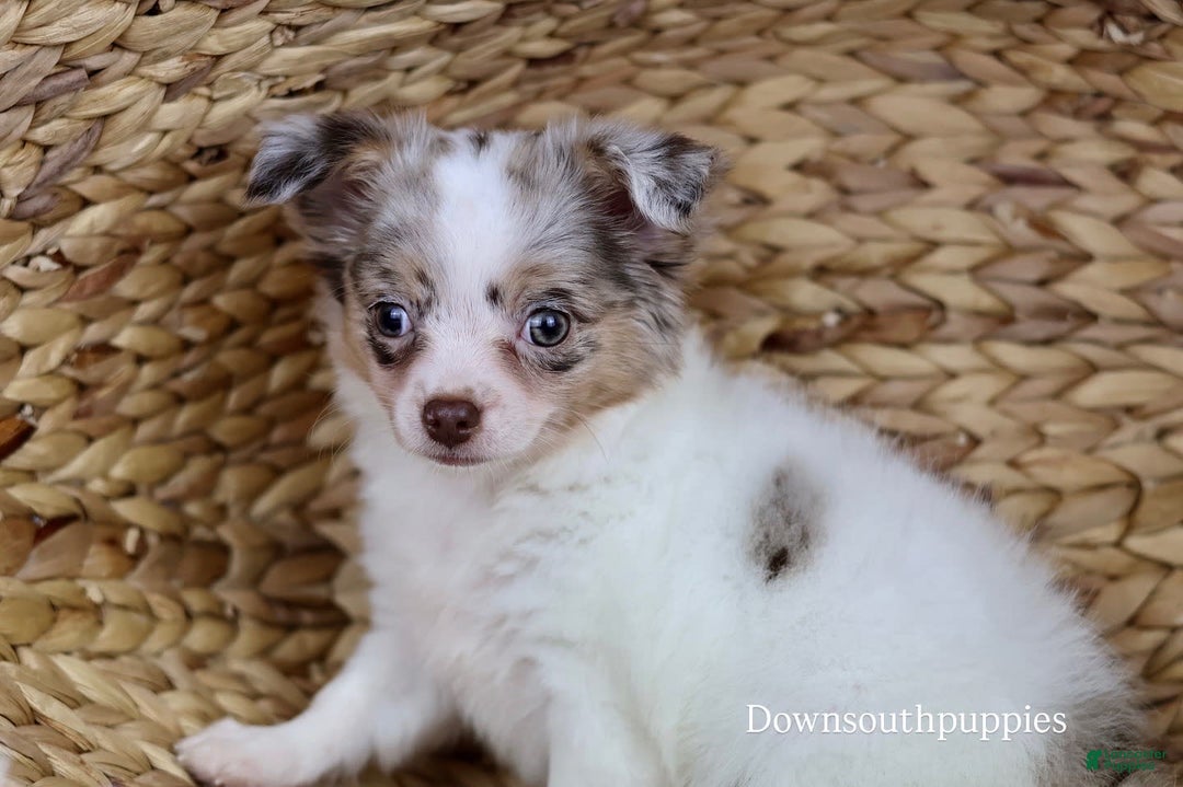Chihuahua dogs for sale: Rita - Image 6