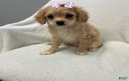 Cavapoo dogs for sale: Bambi - Image 2