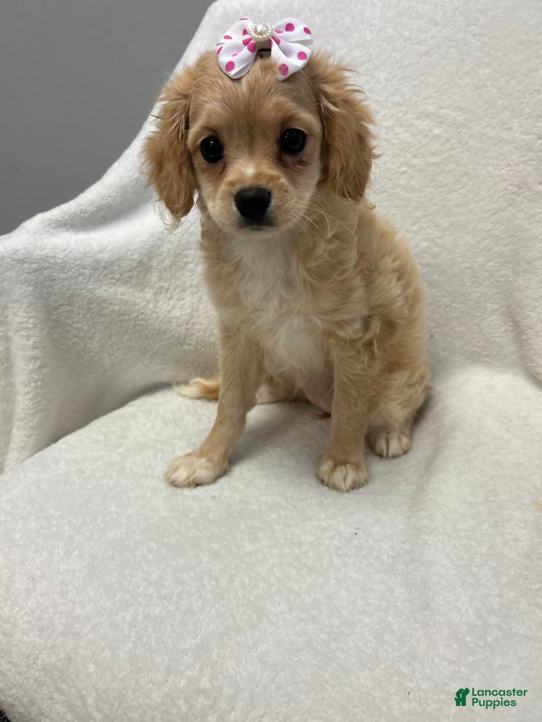 Cavapoo dogs for sale: Bambi - Image 2