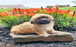 Teddy Bear dogs for sale: Danny - Image 3